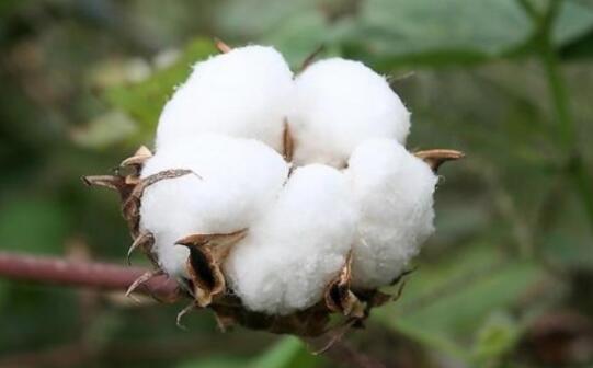 棉花调研：大部分被调研主体预期减产 新年度籽棉抢购大战难避免