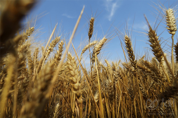  美东时间周三，在俄罗斯方面透露俄罗斯方面准备为乌克兰粮食出口建立人道主义通道后，美国芝商所小麦和玉米期货价格出现下跌。