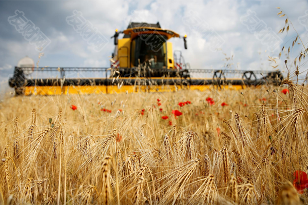 一粒小麦有多贵？黑海北岸，昔日繁忙的乌克兰最大港口敖德萨港异常冷清。曾月均出口谷物500多万吨的“欧洲粮仓”，小麦出口几乎停摆。今年一季度，全球粮食价格同比上涨近20%，其中小麦价格上涨60%。