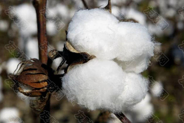 旱情重创美国棉花主产区：得州棉花产量今年料减少约六成