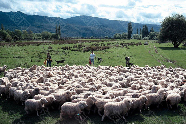 澳大利亚的羊太多了 农民们正在把羊免费送人